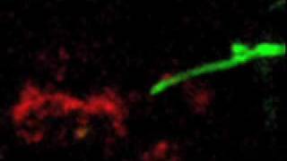 Neuronal Migration