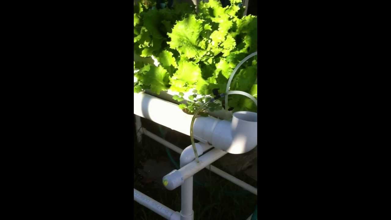 Growing Lettuce &amp; Tomatoes in two interconnected ...