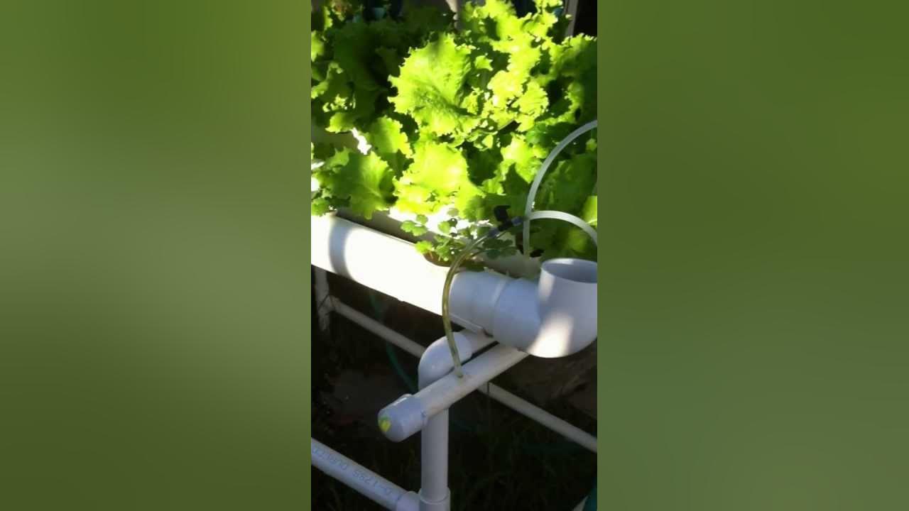 Growing Lettuce & Tomatoes in two interconnected Hydroponic systemsPVC