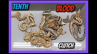 Druid Het T+ x T+ Goldeneye Blood Python Clutch! Profile