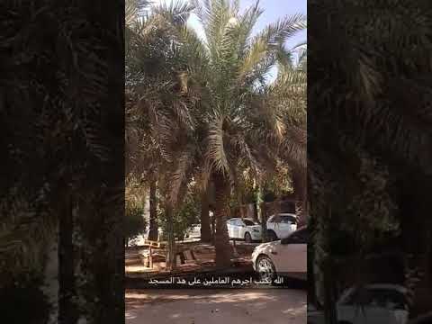 اهتموا في الزراعة بالحرم الخارجي للمساجد