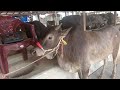 Live Weight E22              141  KG