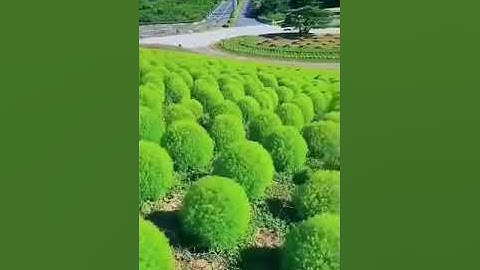 سورة الأعلى للشيخ محمد إرشاد مربعي