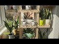 Обзор комнатных растений на новом стеллаже/зеленый уголок на лоджии/светолюбивые растения