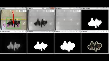 People Counter with Computer Vision Algorithms