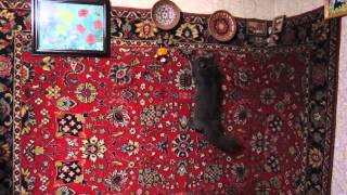Кот, бегающий по стенам Кот, бегающий по стенам