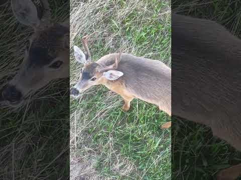 Big boy under my deck!!