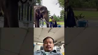 Thai Elephant #PleaseSubscribe
