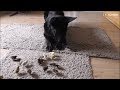 Gentle german shepherd welcomes newborn quail chicks