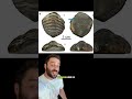 An Ancient Roman Fossil #history #learning #fossil #paleontology #science #archaeology #rome