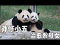 莽仔应该是最爱笑的大熊猫了,每天都笑呵呵的,那种幸福感感觉隔着屏幕都能感受的到~【你好大熊猫】#大熊猫莽仔 #大熊猫莽小五 #来这吸熊猫 #不止我一个想rua大熊猫 #大熊猫有多萌