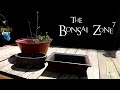 Root Pruning My Royal Oak Seedlings, The Bonsai Zone, May 2020