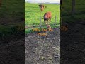 #toypoodle making friends with #cows #nature