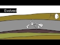 Fossil Formation and Sedimentary Rock Layers