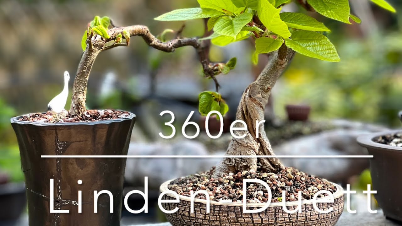 Galerie Linde - Bonsai-Treff