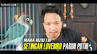Setingan Lovebird Paruh Putih