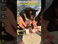 Ranking Cutest Cat Paw Prints Ever 💖