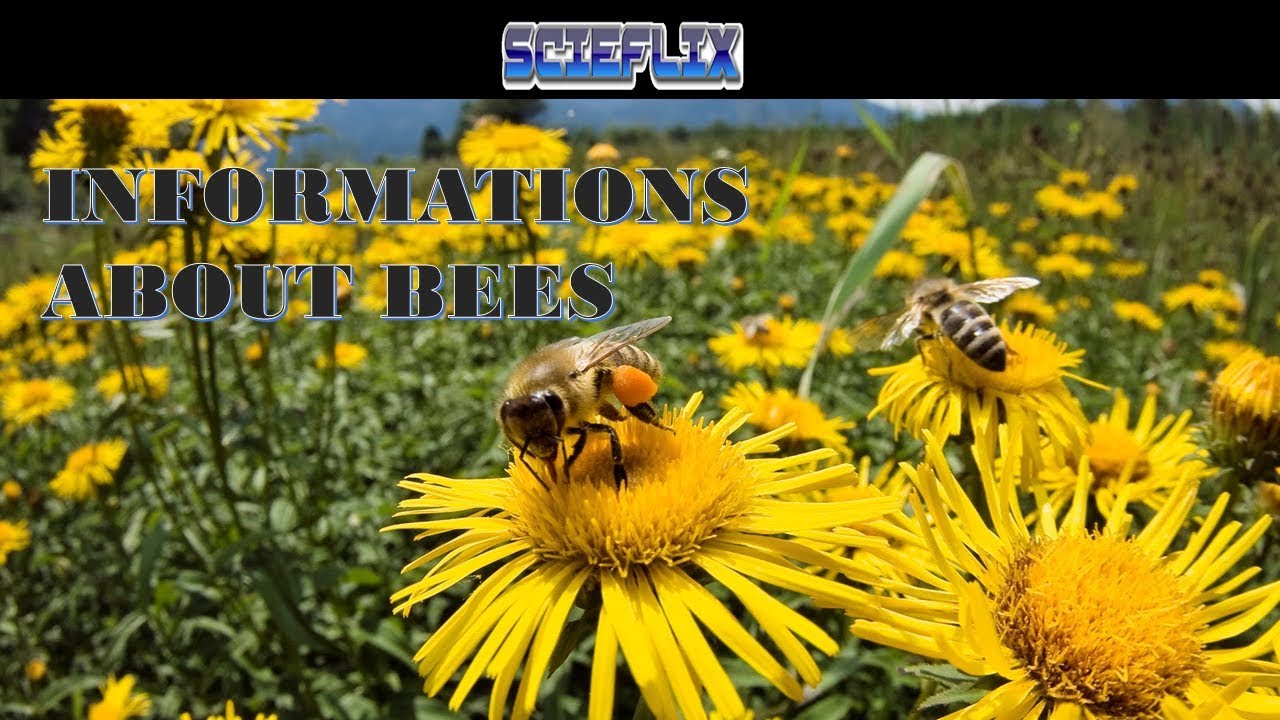 SCIEFLIX: Information About Bees