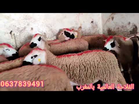 ديما جديد من عند سي عبدالحق وجد 30 حولية لانوك معروضة للبيع