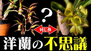 The wonder of orchids!?] Is this a catasetum that grew from the