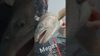 Lake Superior Megas