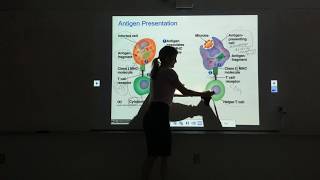 The Lymphatic System and Immunity Part 1.3