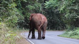 Elephant on the road in khao yai national park  &quot;Thailand&quot;