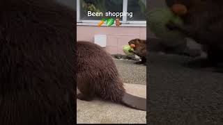 been shopping 🥬🥕🦫 #beavers #youtubeshorts #shortsvideo #shortsfeed #animals #cute