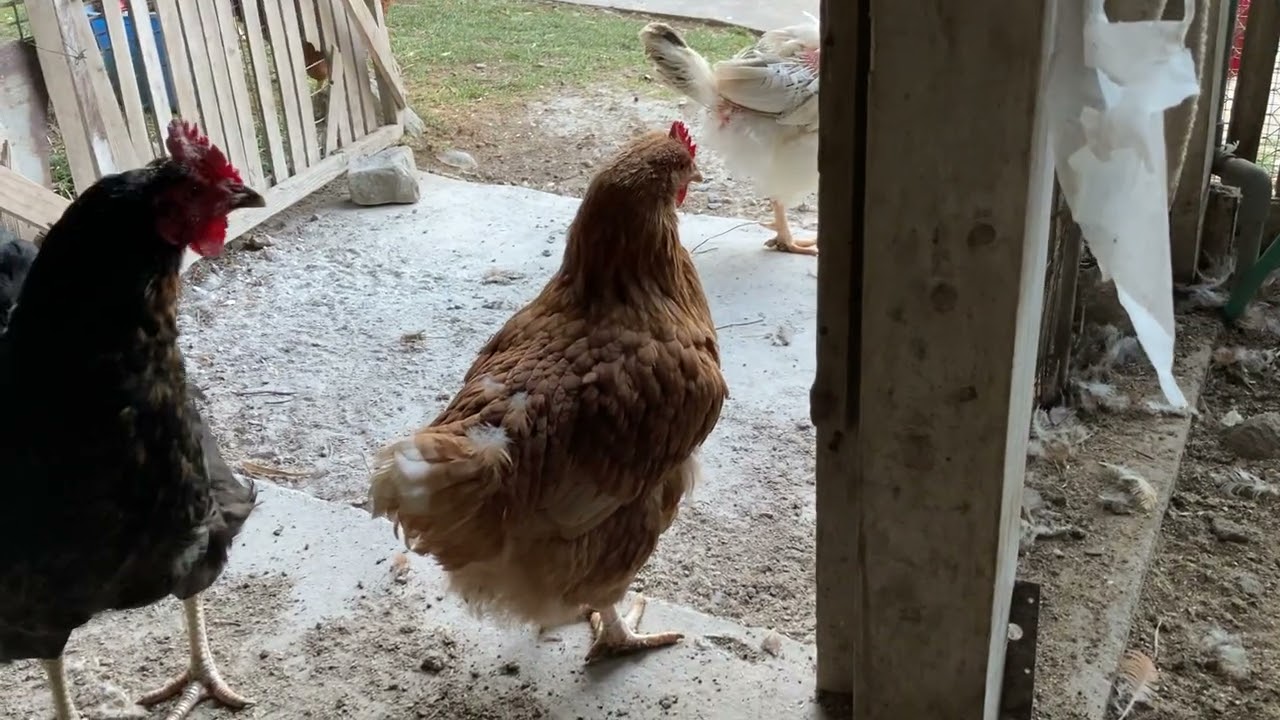 ララは最近おとなしい、外に出るかと思いきや、入り口付近で止まってしまう😅