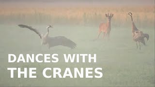 Roedeers & Dancing Cranes Danse Avec Les Grues Kauriit Ja Tanssivat Kurjet, Oulu Fin 28.8.19