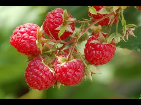 Video #7: Nuôi gà kiểu Mỹ. Hái trái mâm xôi trong vườn nhà. - youtube