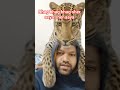 bhag bhag bhag sher aaya sher aaya #ai #tranding #animals #animallovers #sher #viralshorts