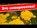 Самый интересный сухоцвет в саду!!!