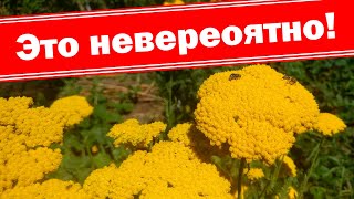 Самый интересный сухоцвет в саду!!!