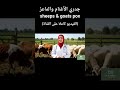 #جدري الأغنام والماعز #pox   #وباء #العدوى#تحصين  #تطعيم #حمايه #اكسبلور #ترند #تحفيز #ai