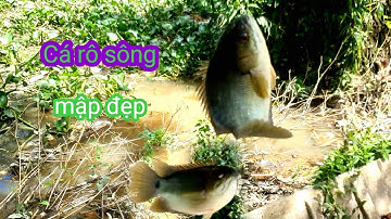 Câu cá rô đồng theo con nước lên tập 3)@chuachactv