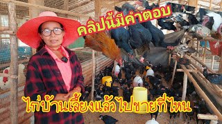 เลี้ยงไก่บ้านไม่พอขาย!!ตลาดเป็นยังไงวิธีการเลี้ยงยังไงเลี้ยงแล้วไปขายที่ไหนคลิปนี้มีคำตอบ