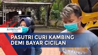 Pasangan Suami Istri Curi Kambing Demi Bayar Cicilan