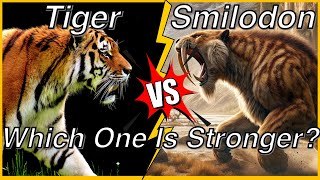 Tiger vs Smilodon(Saber-Toothed Tiger): Similarities and Differences #tiger #smilodon #amimals