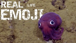 The Octopus That Looks Like a Funko Pop