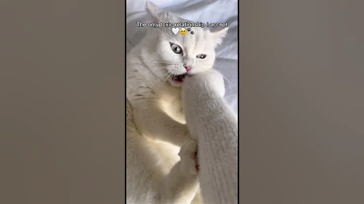 Watch the video about My meowsquito😹! #britishshorthair #cat #cute #funny #catlovers #catmemes #fyp