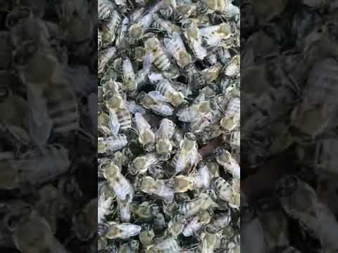 Kraliçe arıya yavru tatili kafesleme #shorts