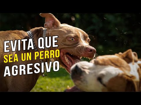 Video: La Verdad Sobre Los Pitbulls: Parte 3