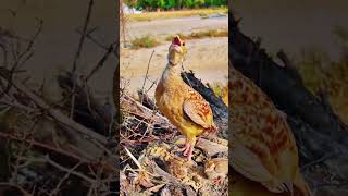 The corn crake #CornCrake #Birdwatching #Wildlife #NatureLovers #explore #shorts #nature #birds