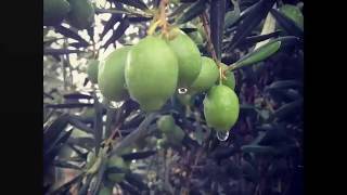 REAL Extra Virgin Olive Oil, infused Olive Oils & Balsamic Vinegar