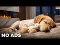 Ultimate 12H Dog Anxiety Relief Music 🎶🐶 Stop Separation Stress &amp; Activate Deep Sleep
