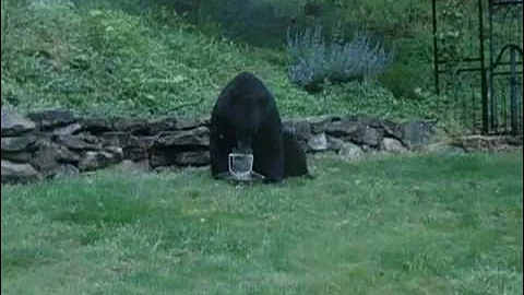 Black Bear - First Video