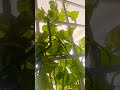 Moneyplants #viral #shortvideo