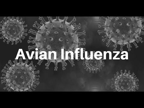 Avian Influenza