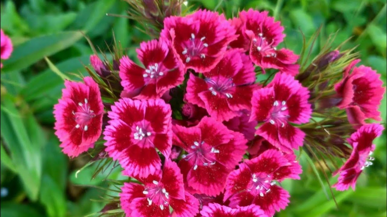 Hüsnüyusuf & Karanfiller (Dianthus) | Berberis (Kadın Tuzluğu)